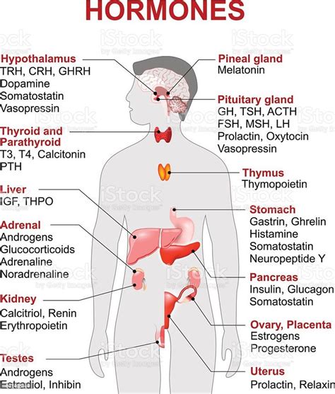 Endocrine gland and hormones. Human endocrine system. anatomy. Human ...