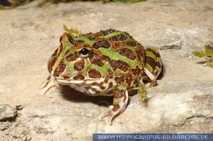 Ceratophrys cranwelli alias Chacoan horned frog Albino :: Hippocampus Bildarchiv