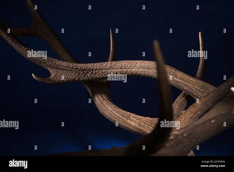 Clash of antlers. Stags lock horns in battle Stock Photo - Alamy