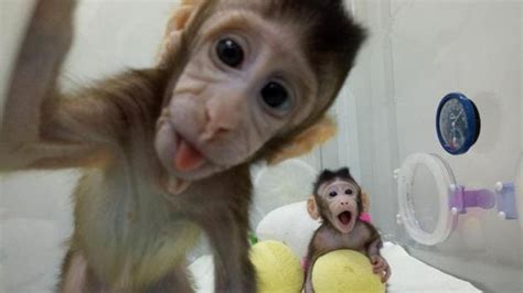 First monkeys cloned by process that made Dolly the sheep | World News ...