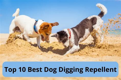 Top 10 Best Dog Digging Repellent In 2022