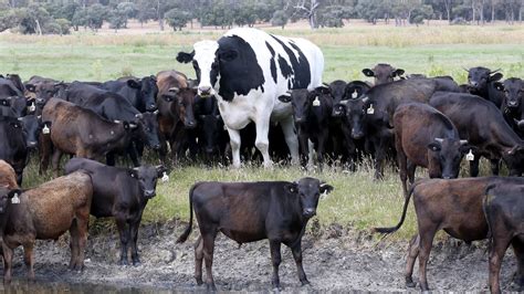 'Knickers', Australia's unofficial biggest cow : r/pics