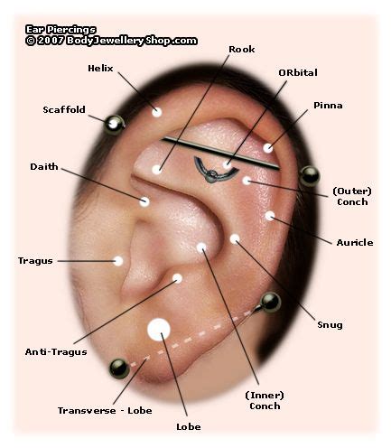 ear piercing types | Ear piercing diagram, Ear piercing names, Ear piercings