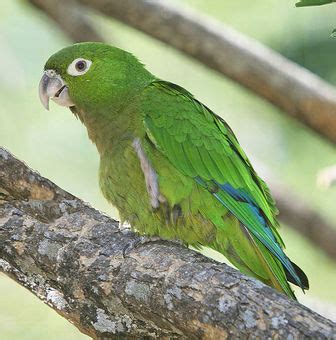 Jamaican Parakeet - Pictures and facts - Birds @ thewebsiteofeverything.com