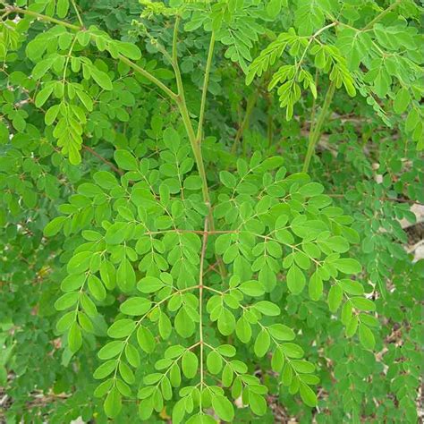 Moringa Tree – Gulab