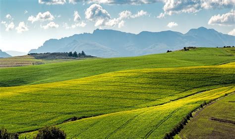 The perception that South Africa’s agriculture is dominated by large ...