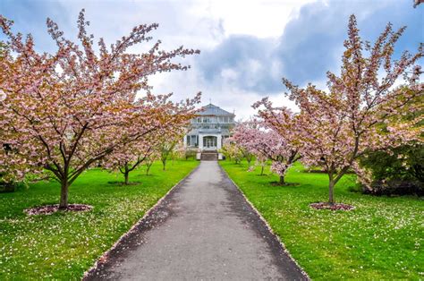 The 13+ best places to see cherry blossoms in London (2024) - Globetotting