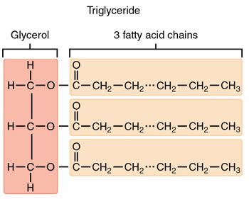 Simple Lipids- Fats, Oils And Waxes | A-Level Biology Revision Notes