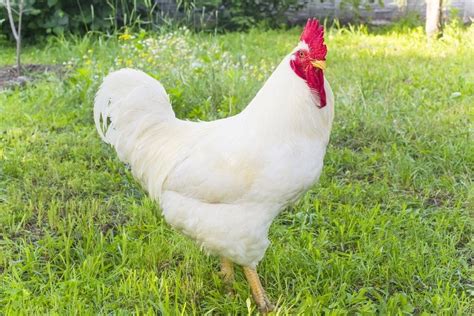 White Plymouth Rock Chicken - Baby Chicks for Sale | Cackle Hatchery ...