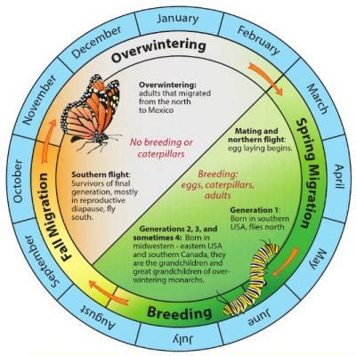 Monarch Southern Migration in Progress | Integrated Crop Management