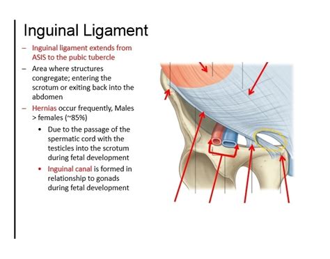 Inguinal Ligament