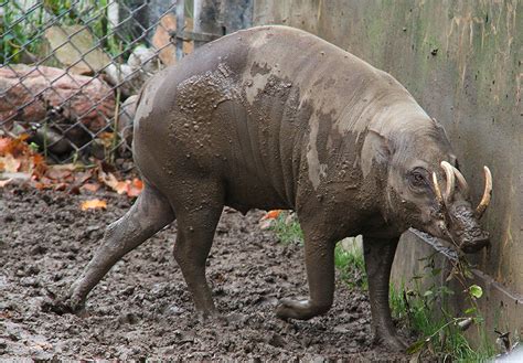 Male Babirusa (Pig) | A male Babirusa, a type of pig from th… | Flickr