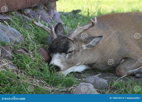 Buck Sitka Black Tail Deer in the Alaska Wildlife Conservation Center ...