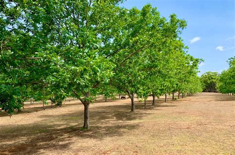 Barefoot Orchard | Pecan nut orchard at Eltham, NSW. In the … | Flickr