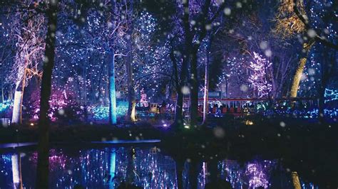 One Perfect Night at Zoo Lights