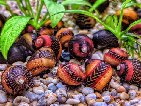 Red Racer Nerite Snail - SWEET KNOWLE AQUATICS ONLINE SHOP