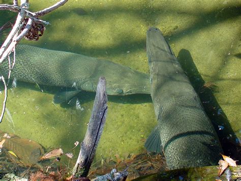 Alligator Gar | Alexandria Zoo