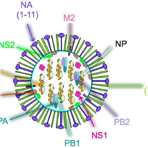 Diagram of the Orthomyxoviridae influenza virus. The virus consists of ...