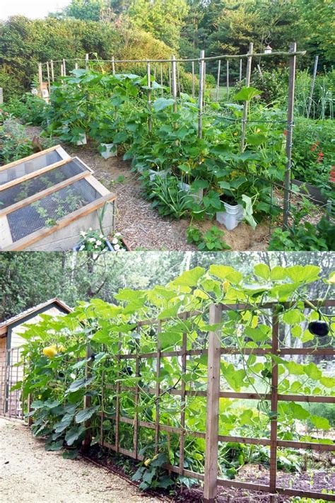 15 Easy DIY Cucumber Trellis Ideas - A Piece Of Rainbow