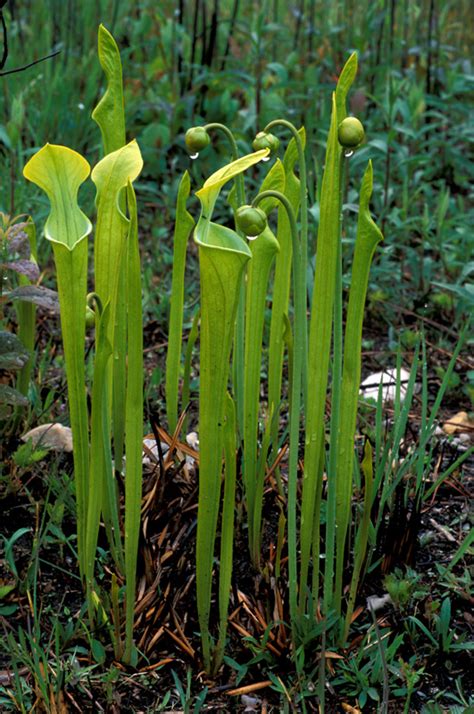 Sarracenia oreophila, green pitcher-plant