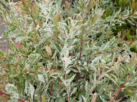 Salix integra 'Hakuro-Nishiki' Standard specimen