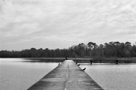 Black Birds at Butler Lake