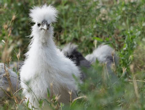 Silkie Chicken: All You Need To Know