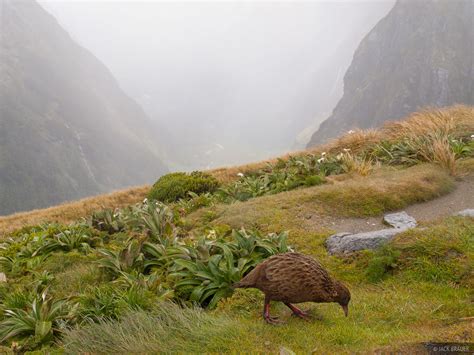 Weka | Milford Track, New Zealand | Mountain Photography by Jack Brauer