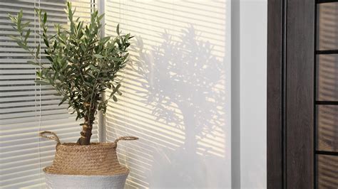 Can You Successfully Grow An Olive Tree Indoors?