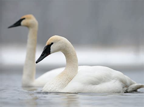 Trumpeter Swan - Profile | Facts | Size | Call | Eggs | Fly | Range ...