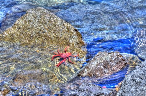 Red Crab Free Stock Photo - Public Domain Pictures