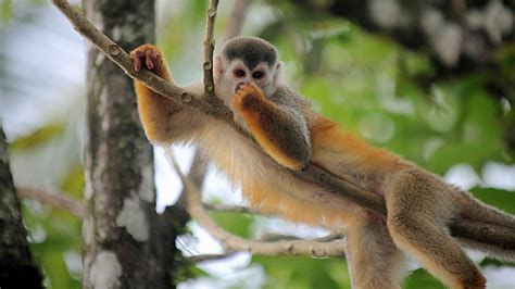 Research finds monkey calls are probabilistic - Cosmos Magazine