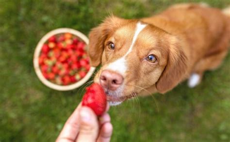 Can Dogs Eat Strawberries? Are Strawberries Good For Dogs?