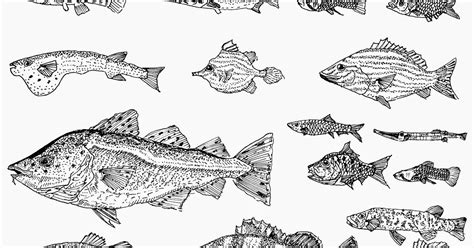 Pescadotes: fish pen drawings