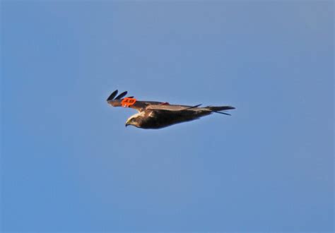 Marsh Harrier – 26th February | Gedling Conservation Trust, Nottingham