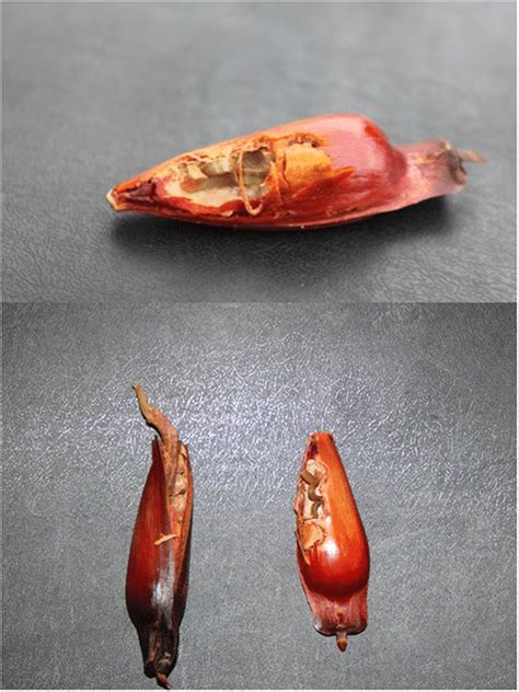 Parana pine seeds germinating after partial consumption by parrots.:... | Download Scientific ...