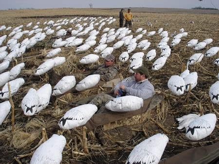 Spring Snow Goose Hunting Blinds - South Dakota Snow Goose Hunting