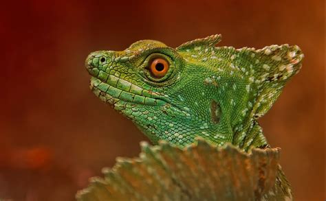 Green Basilisk | Basilisk, Lizard, Reptiles and amphibians