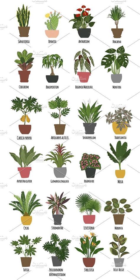 a poster with different types of house plants on it's sides and the ...