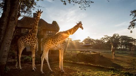 Giraffe Centre Top choice wildlife reserve in Nairobi - Africa Family ...