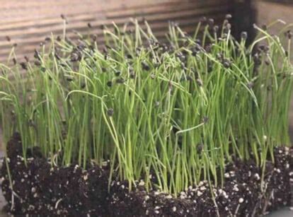 Microgreens - Epic Gardening