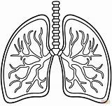 Lungs coloring page  Free Printable Coloring Pages sketch template