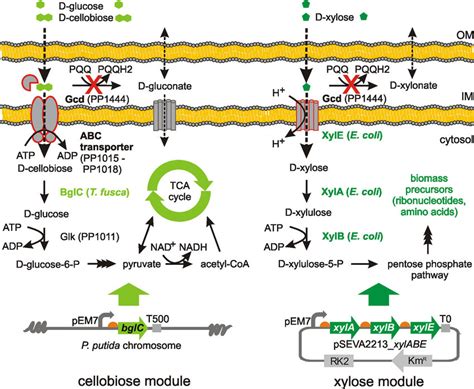 Engineering Pseudomonas putida EM42 for co-utilization of D-cellobiose... | Download Scientific ...