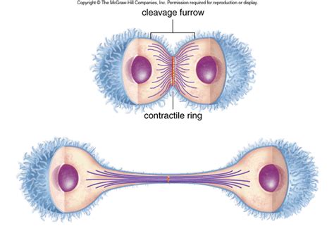 Cytokinesis