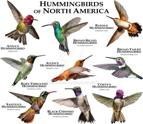 Hummingbirds of North America by rogerdhall on DeviantArt