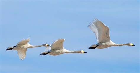 Do Swans Migrate? (All You Need To Know) | Birdfact