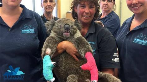 A Mitten Plea Down Under for Koala Burn Victims - Good Morning America