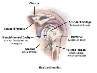 Shoulder Anatomy | Dr. Bartholomew | Bone and Joint Specialists