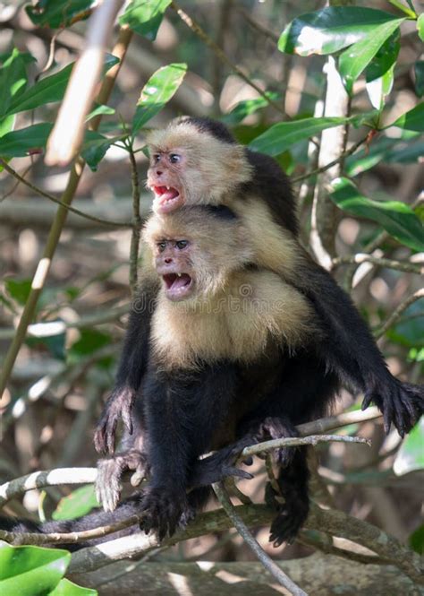 White Face Capuchin Monkey Costa Rica Stock Image - Image of caribbean, small: 113992057