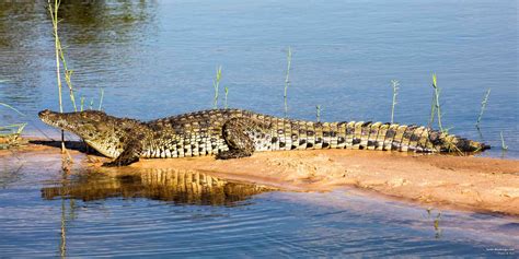 5 Fascinating Facts About the Nile Crocodile - SafariBookings Blog